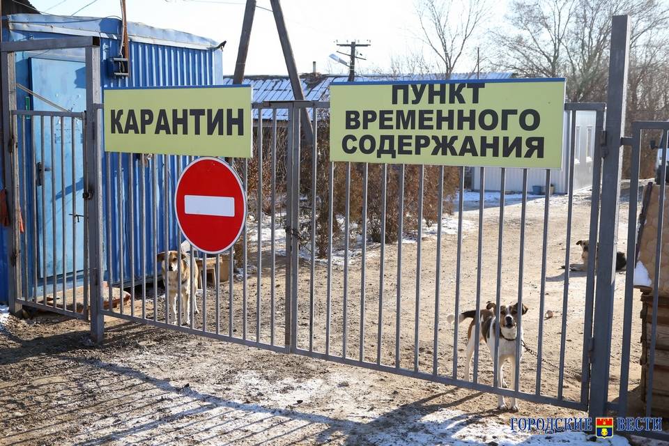 В Волгоградской области обнаружен еще один очаг бешенства