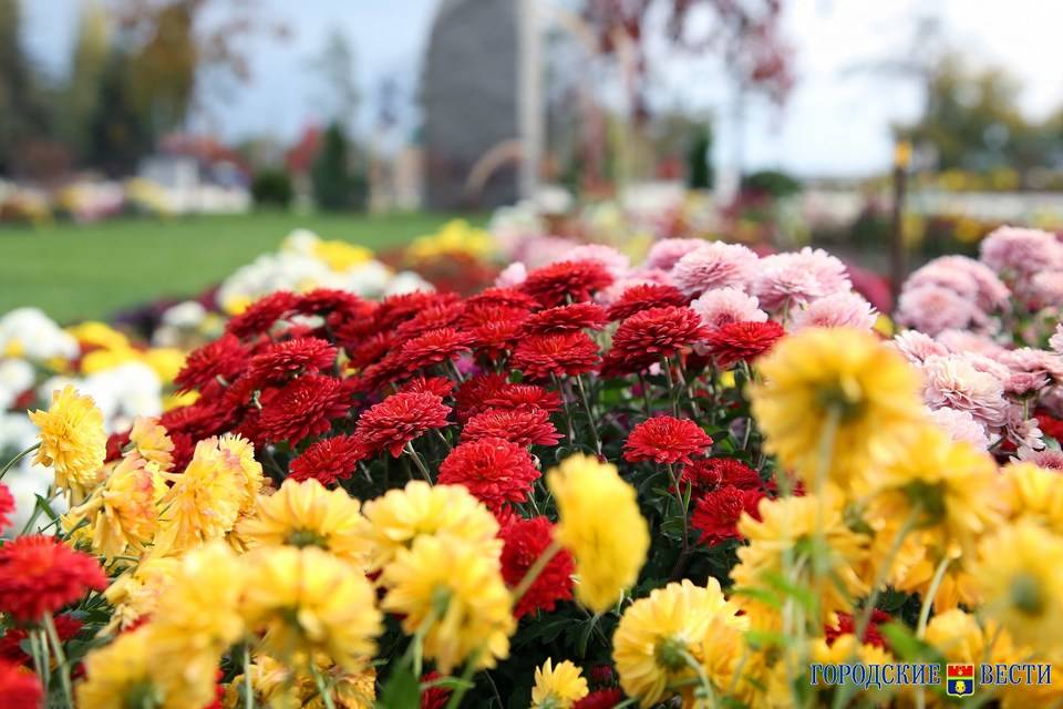 В парках и скверах Волгограда посадят более 70 тысяч цветов
