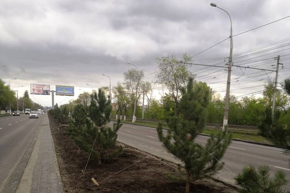 1600 растений высадят в Краснооктябрьском районе Волгограда вдоль трассы