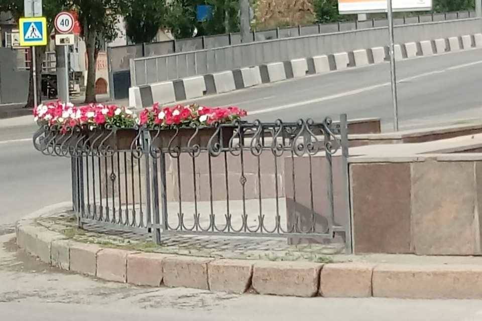 В центре Волгограда вандалы похитили цветы из кашпо