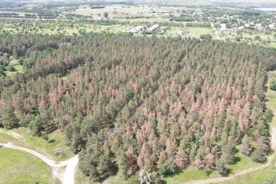 «Деревья живые, но хвоя изменила цвет»: желтизну волгоградских сосен связывают с последствиями засухи