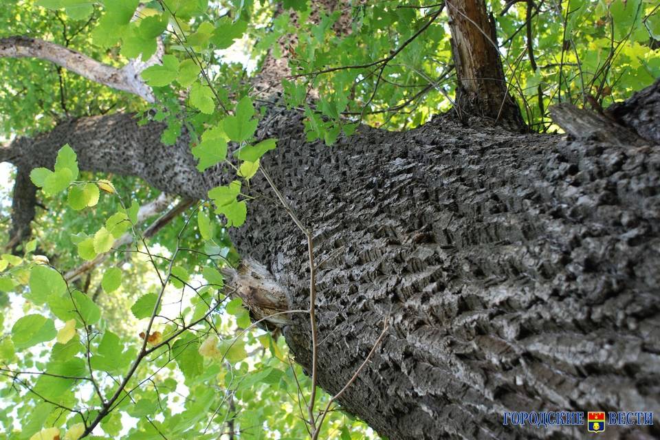 В Волгоградской области в один день умерли 5-летний ребенок и его отец