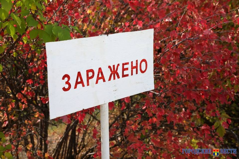 В селе Волгоградской области введен карантин по бешенству