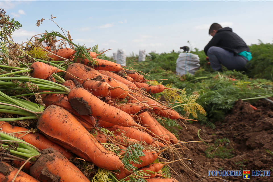 Морковь продолжает удивлять волгоградцев своей ценой