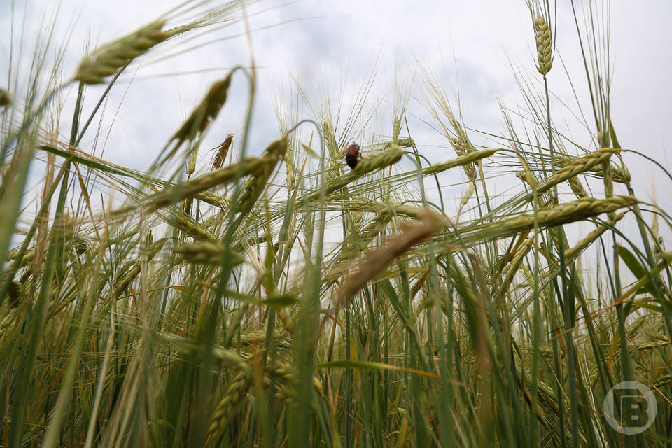 В Волгоградской области аграрии собрали 3 млн тонн зерна