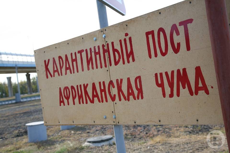 У хутора в Кумылженском районе объявлен карантин по АЧС