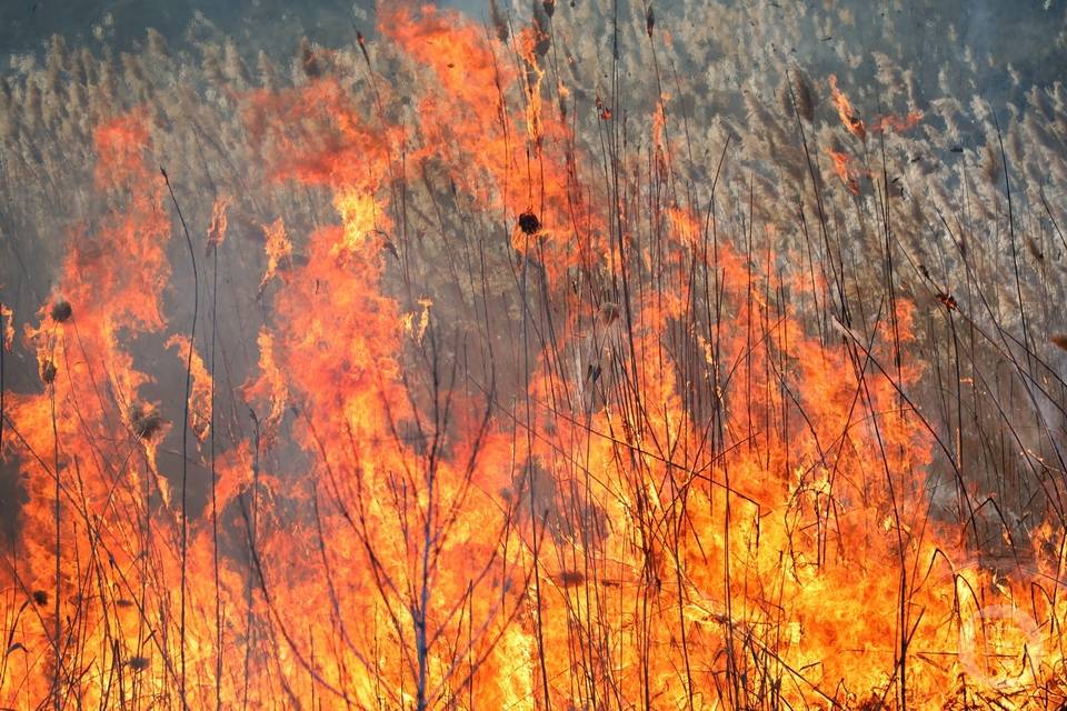 Сразу три ландшафтных пожара за сутки случились в Камышинском районе