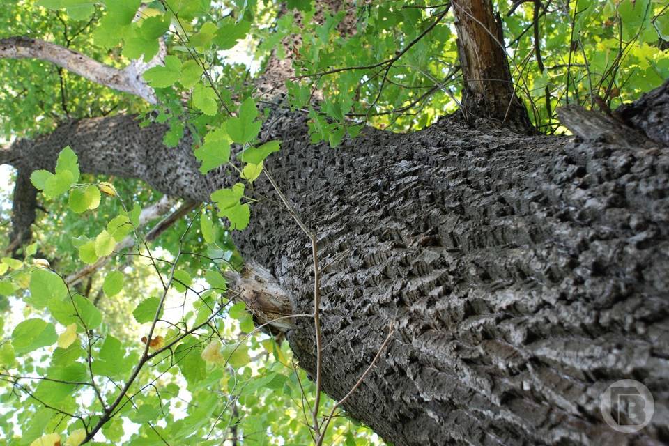 Рухнувшее в Волгограде дерево задело 7-летнюю девочку