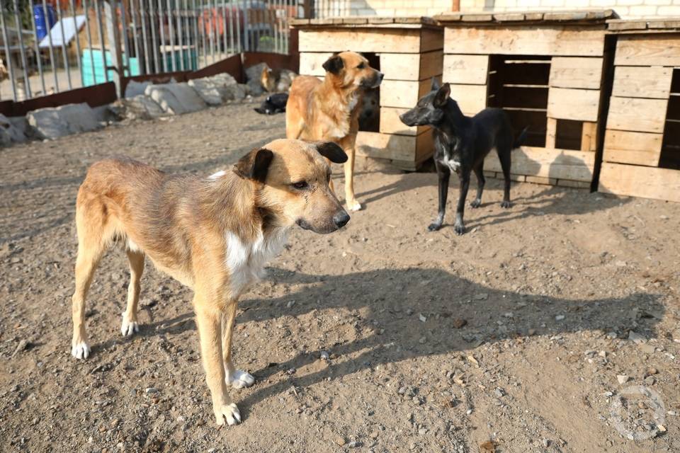 О массовых захоронениях бездомных собак сообщили волгоградские зоозащитники