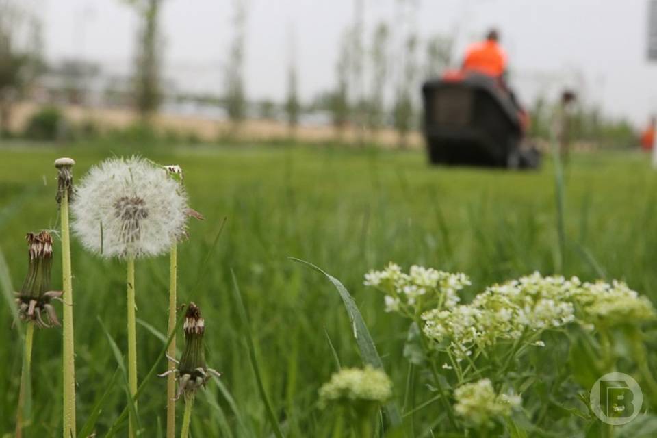 Зеленая «лужайка» в 2,3 гектара появится в Советском районе Волгограда