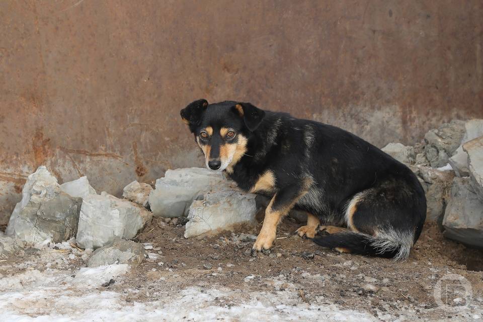 Глава СК РФ поручил проверить информацию о массовом захоронении собак в Волгограде