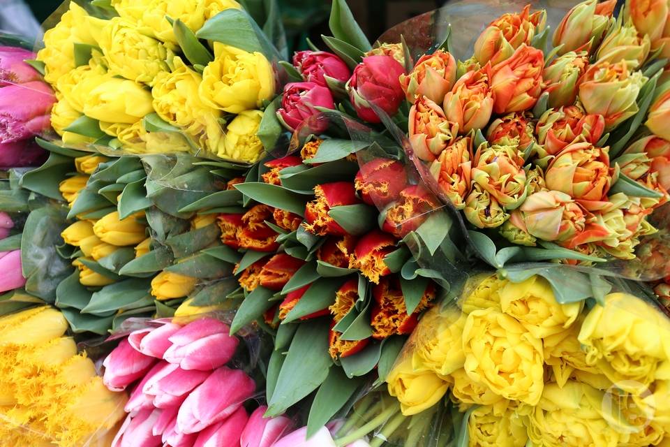 Упругие и без украшений: РПН помогает волгоградцам правильно выбрать живые цветы