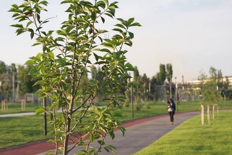 В центре Волгограда готовят к высадке 500 деревьев