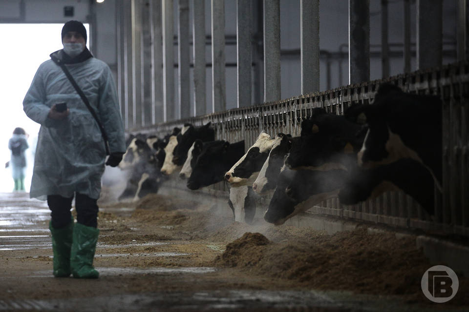 Волгоградского фермера подозревают в крупном мошенничестве с коровами