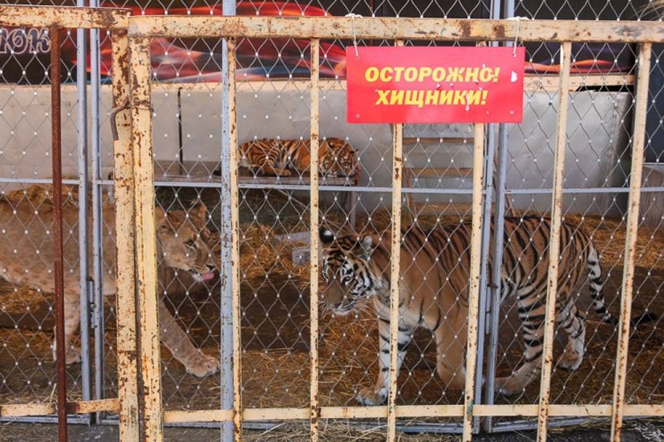 Объявлены торги по реконструкции Волгоградского цирка на 1 млрд рублей