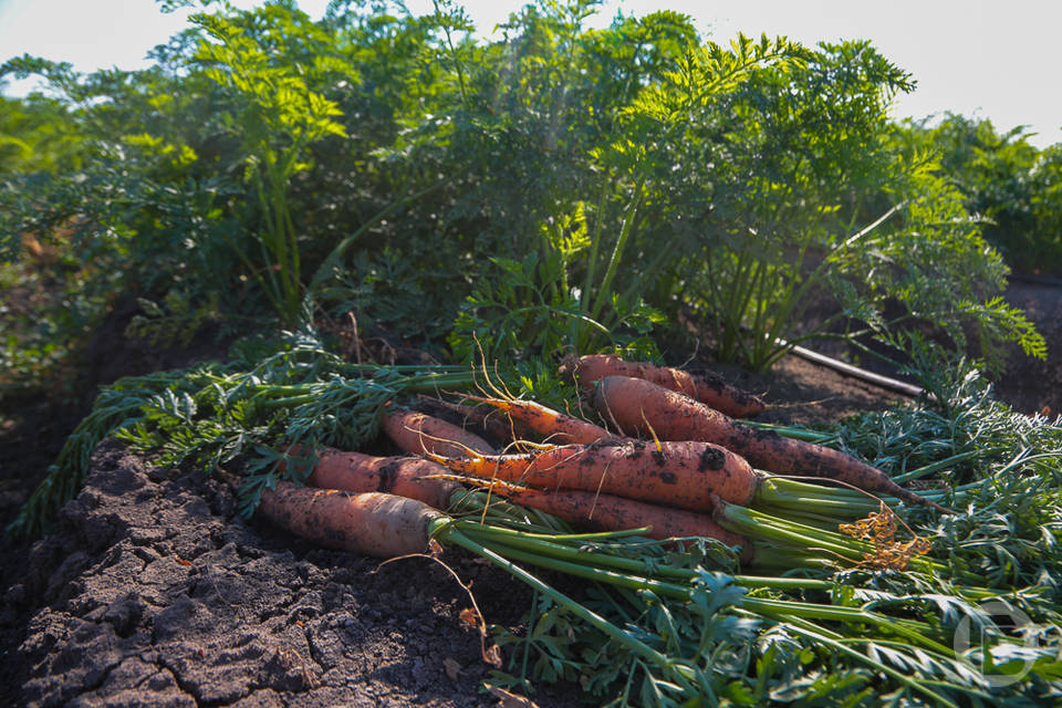 Волгоградские овощеводы готовятся собрать 1 миллион тонн овощей
