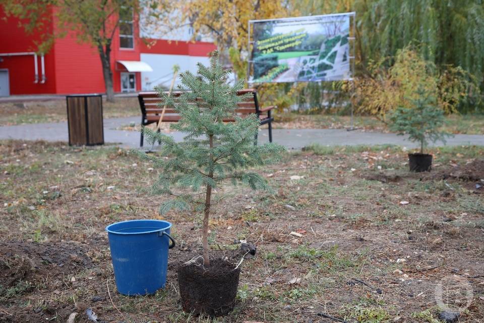 До конца октября в Волгограде высадят ещё 700 деревьев и 6500 кустарников