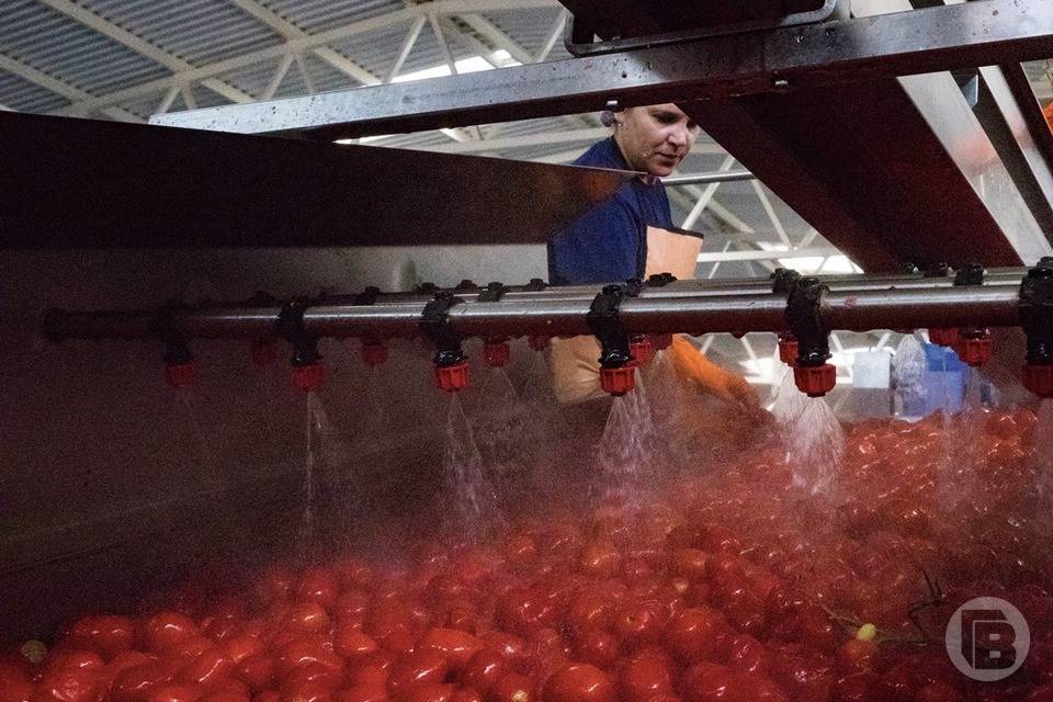 Под Волгоградом откроют новое предприятие по переработке овощей