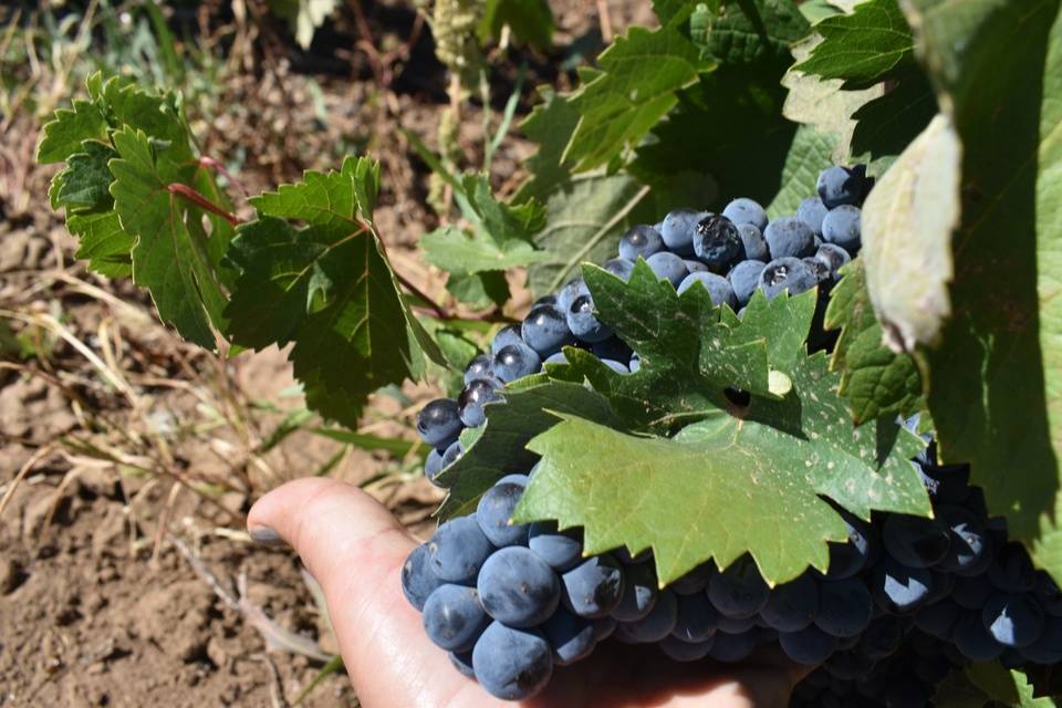 В Волгоградской области виноградари будут производить свое вино