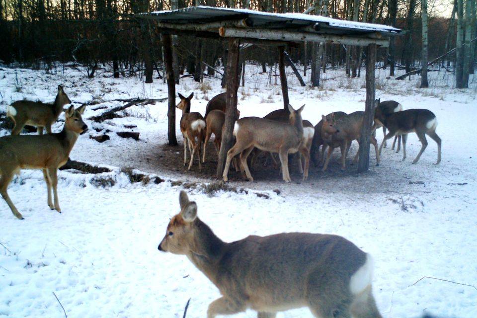 В волгоградских лесах диким животным подкинули лакомств на подкормку