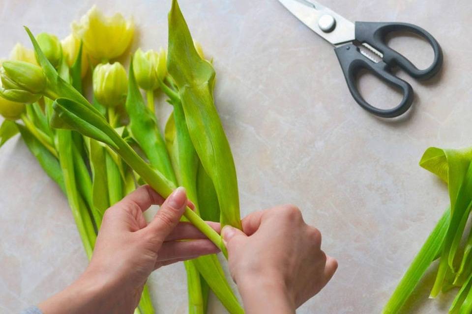 Как ухаживать за тюльпанами чтобы дольше стояли. Тюльпаны срезка. Правильный срез тюльпанов. Зачистка цветов флористика. Подрезать тюльпаны.