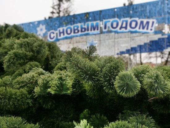 В Волгограде открывают пункт приема елок