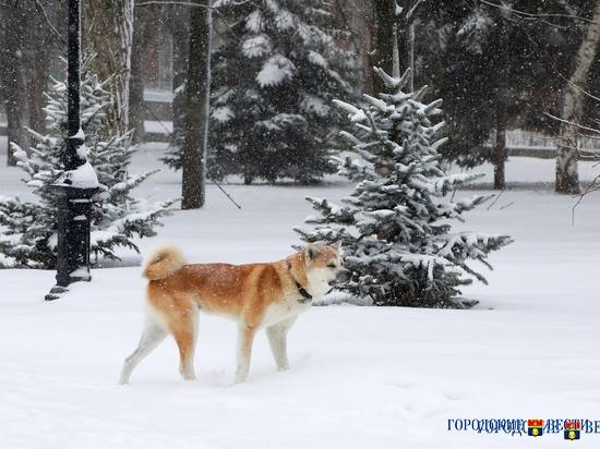 Снегопад в Волгограде продолжится 3 дня