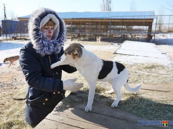 Второй вольерный комплекс для бездомных псов строится в Волгограде