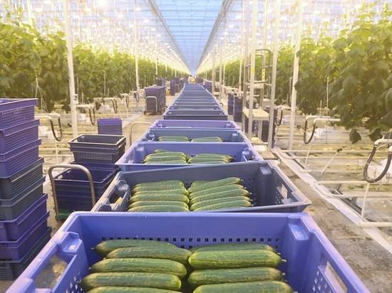 Тепличные хозяйства Волгоградской области с начала года произвели более трех тонн овощей