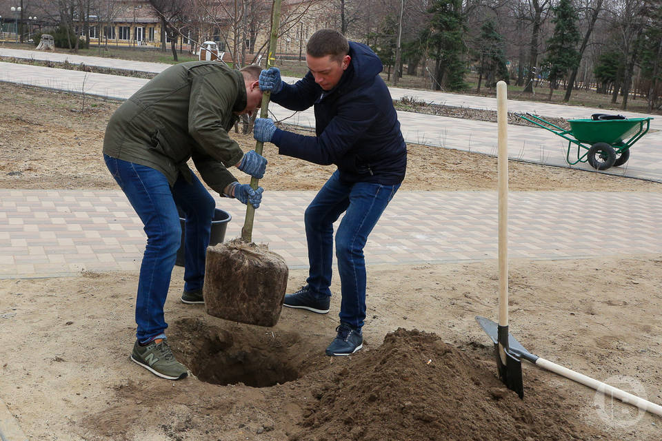 В Волгограде взамен изуродованных болезнью деревьев высадят здоровые