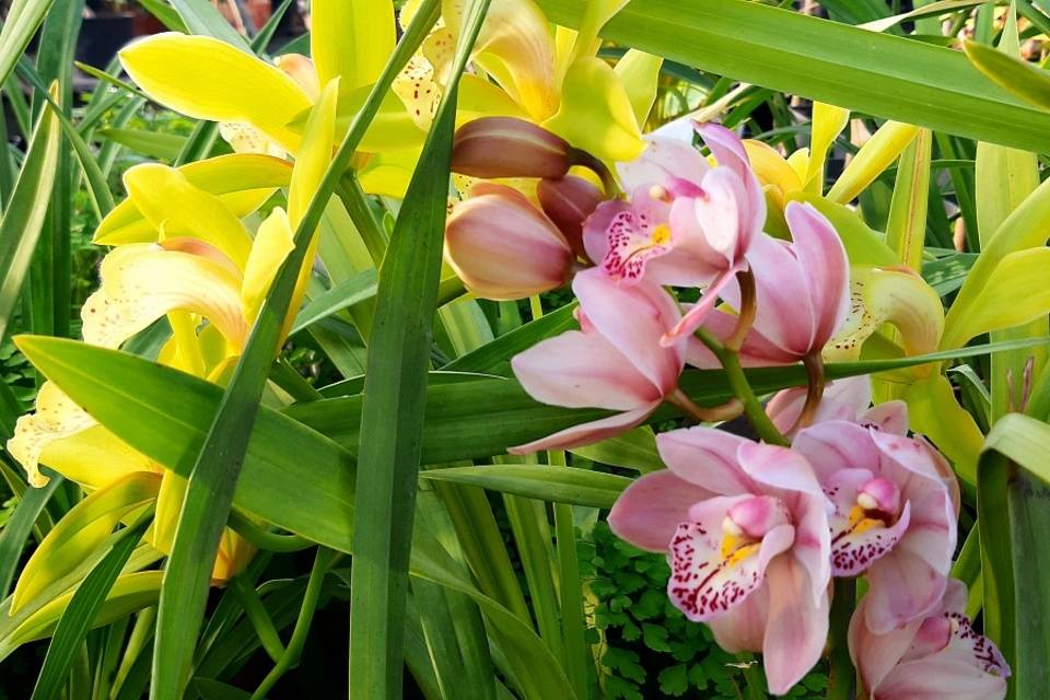 В волгоградском ботаническом саду открывается выставка редких орхидей