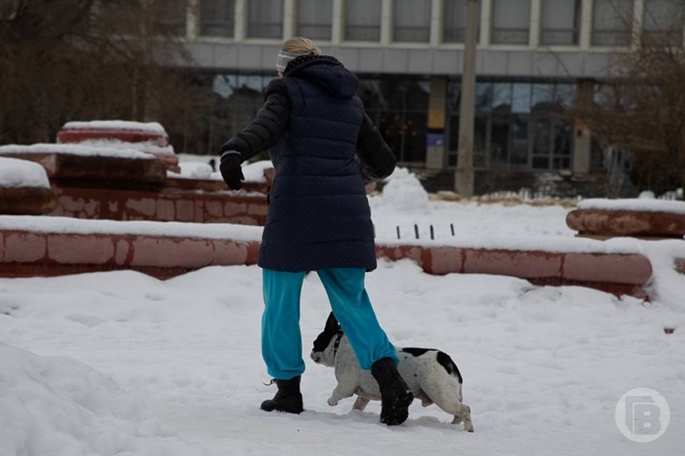 Французы, булли и мальтипу: топ самых дорогих щенков в Волгограде