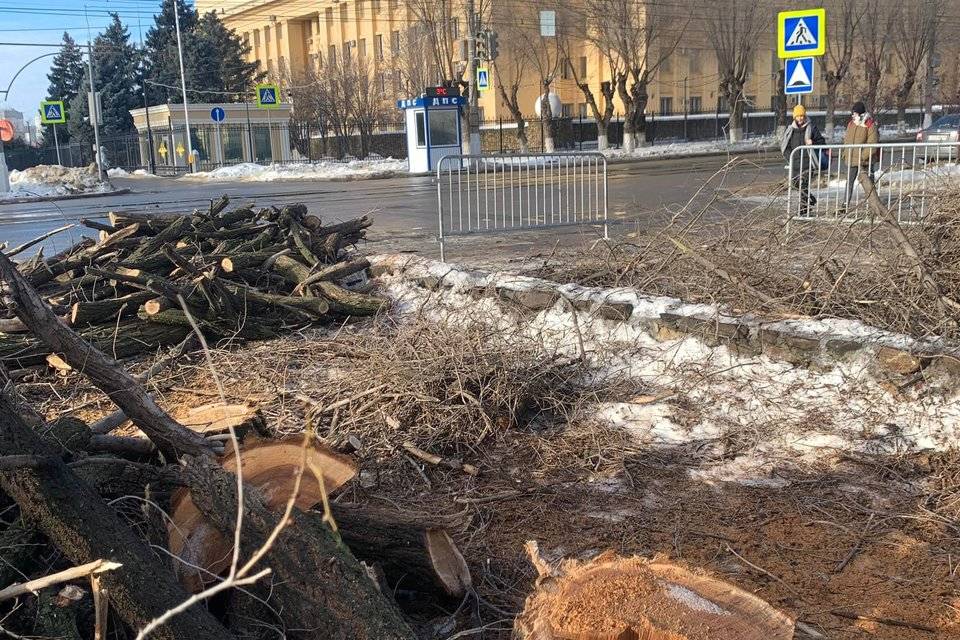 В Волгограде вместо спиленных деревьев у «Победы» высадят туи и клены