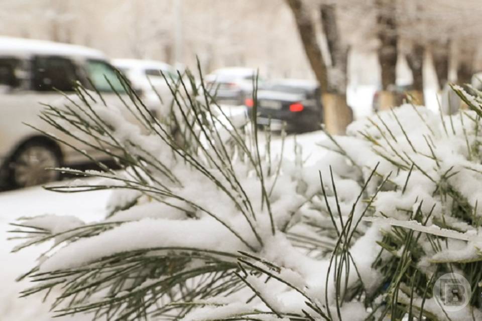 В Волгоградской области снежное одеяло весом 150 тонн укроет лесные деревья