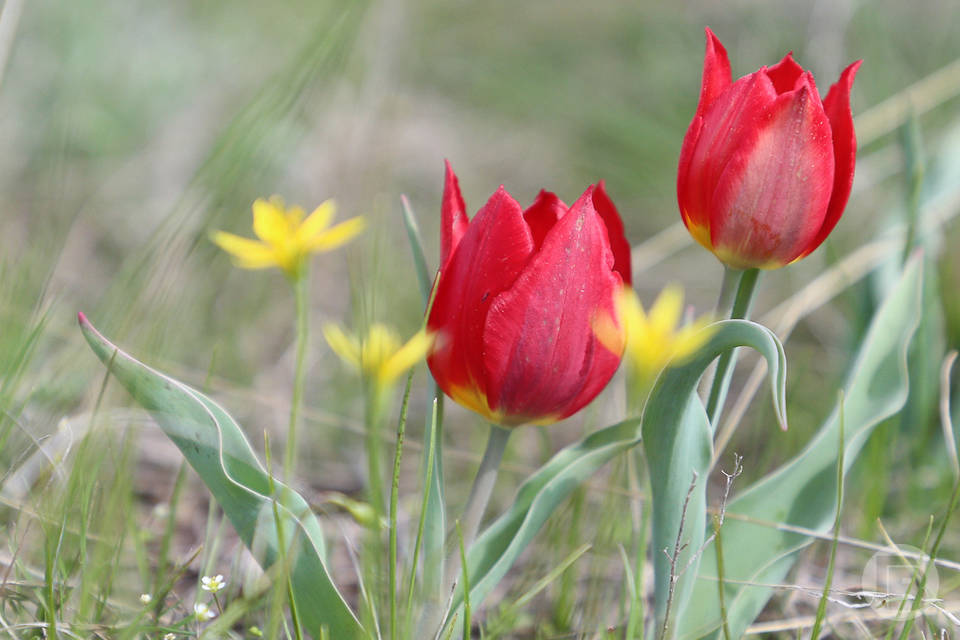 Волгоградцам предлагают тюльпаны за 170 рублей к 8 марта