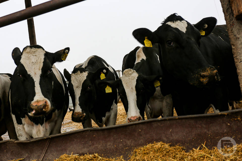 В Волгоградской области выросло производство крупного рогатого скота