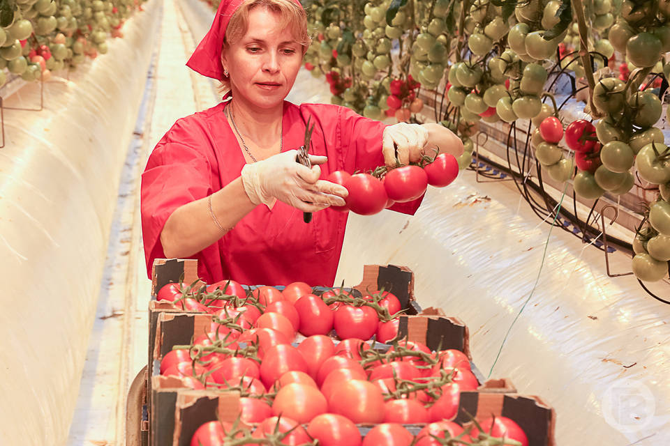 Тепличные хозяйства Волгоградской области вырастили 16 тыс. тонн витаминов