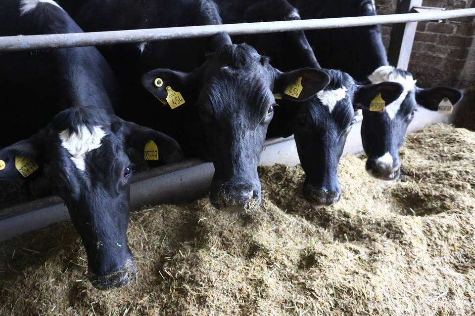 Волгоградцам на разведение коров обещают выдать гранты до 20 млн рублей
