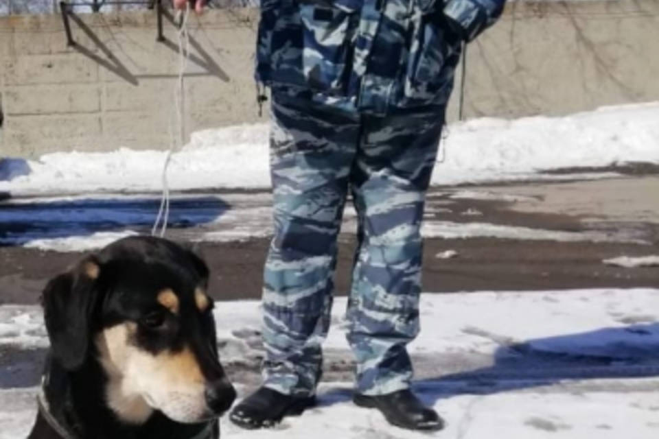 В Волгограде полиция вернула женщине потерявшуюся собаку