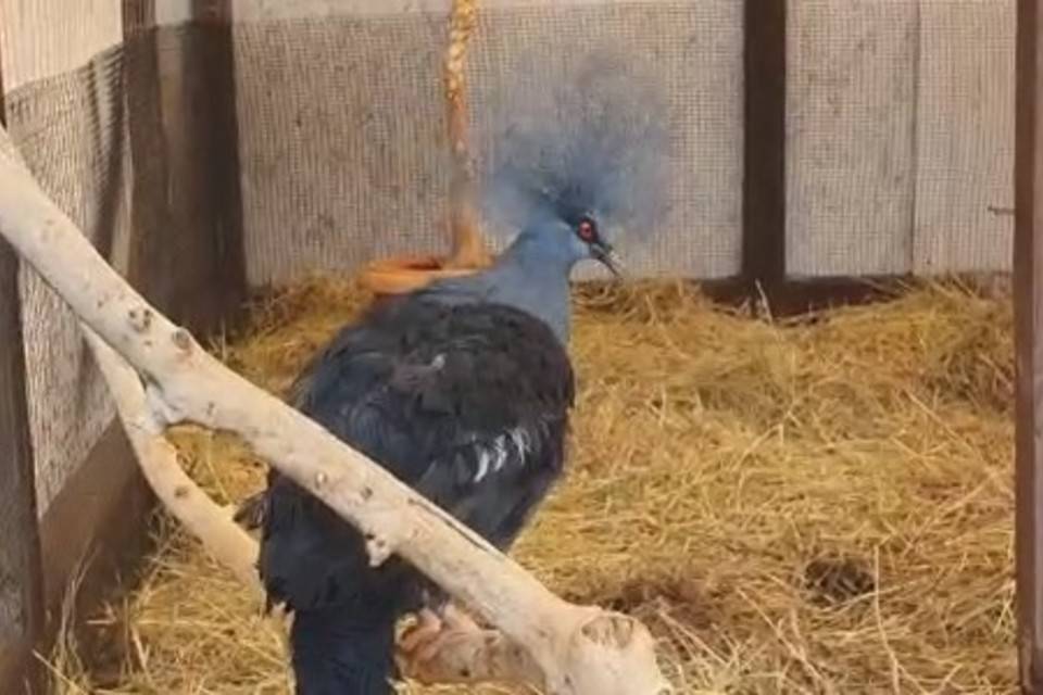 Изъятый новогвинейский голубь переехал в новый дом под Волгоградом