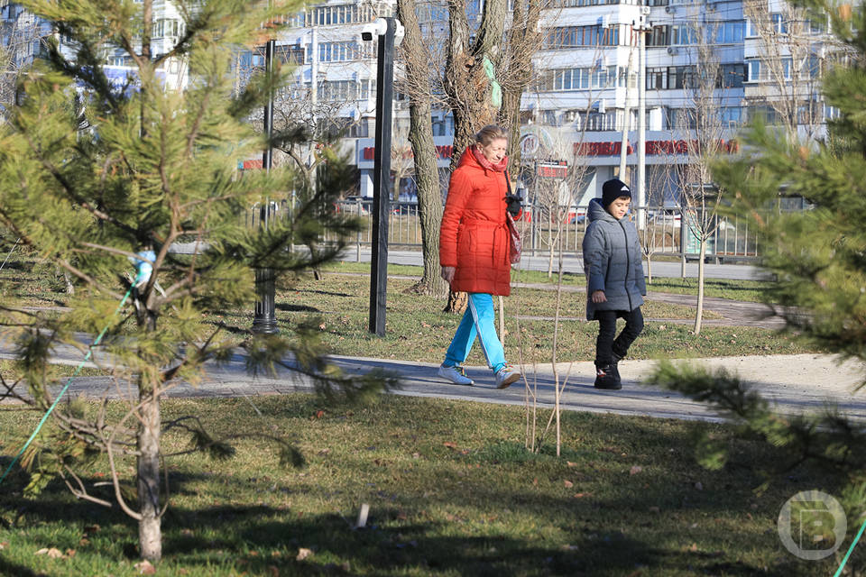 В Волгограде на бульварной зоне им. Жукова высадили первую партию деревьев