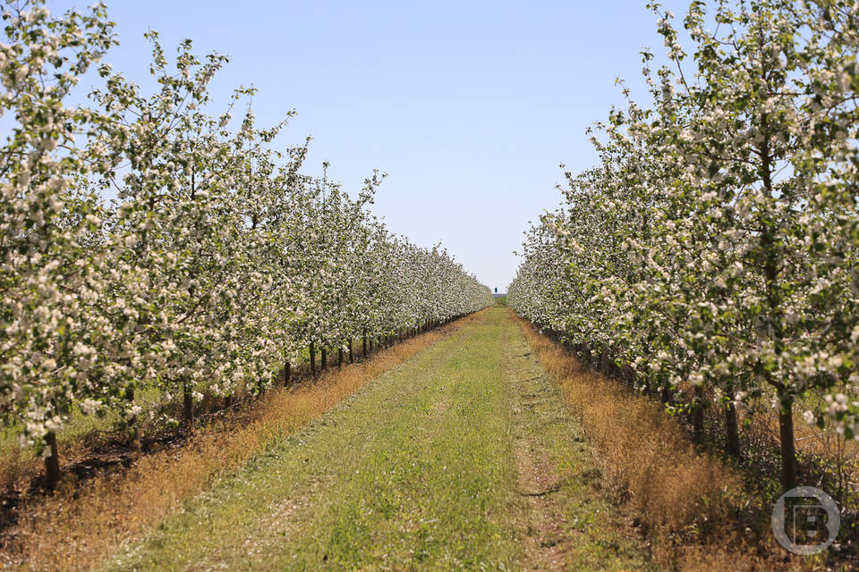 Волгоградская область наращивает производство яблок и соков