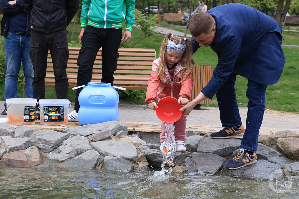 В Волгограде в пруд на Центральной набережной вернулись «золотые рыбки»