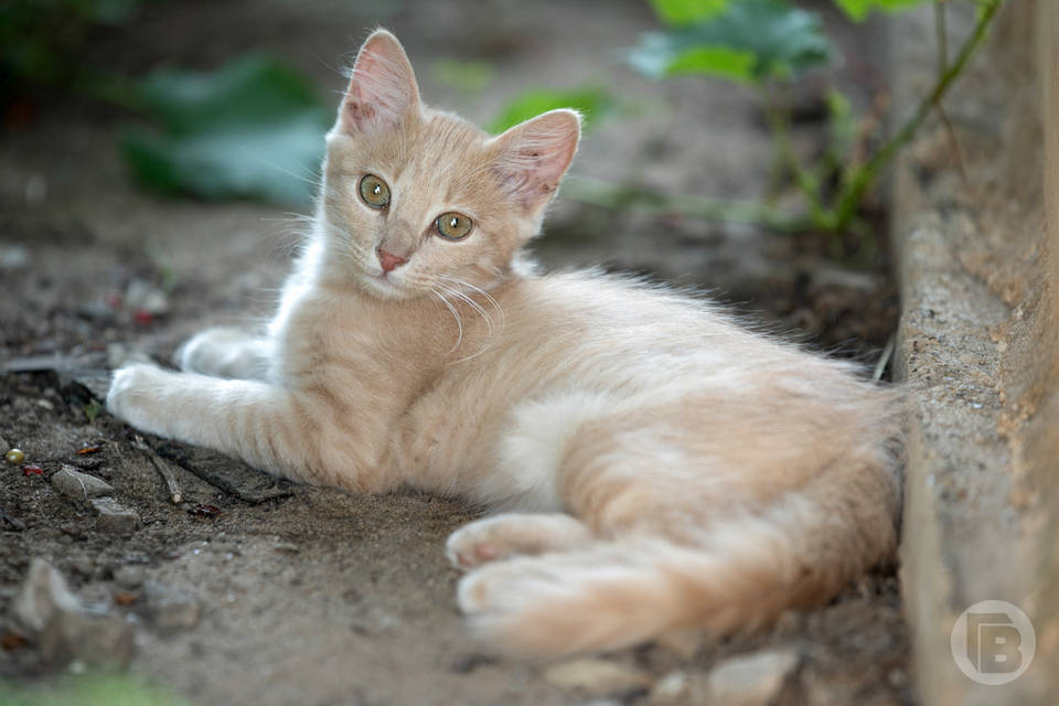 Ветеринар предупредила волгоградцев об опасности кошачьих царапин