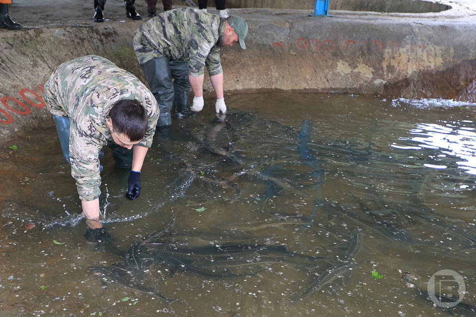 Госзадание по рыбоводству успешно выполняется в Волгоградской области