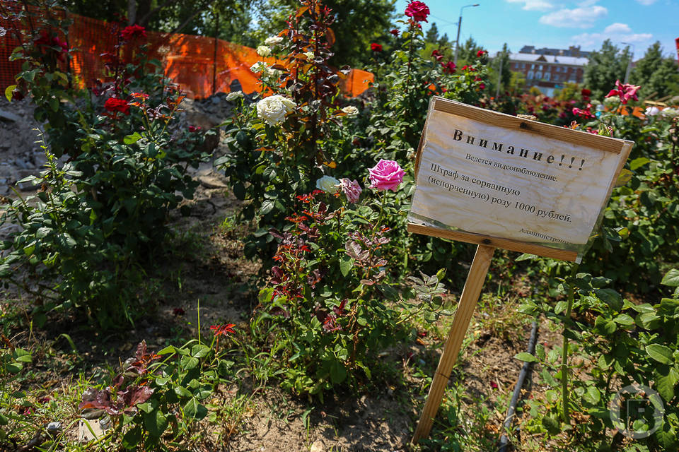 В центре Волгограда озеленители высадили четыре тысячи цветов