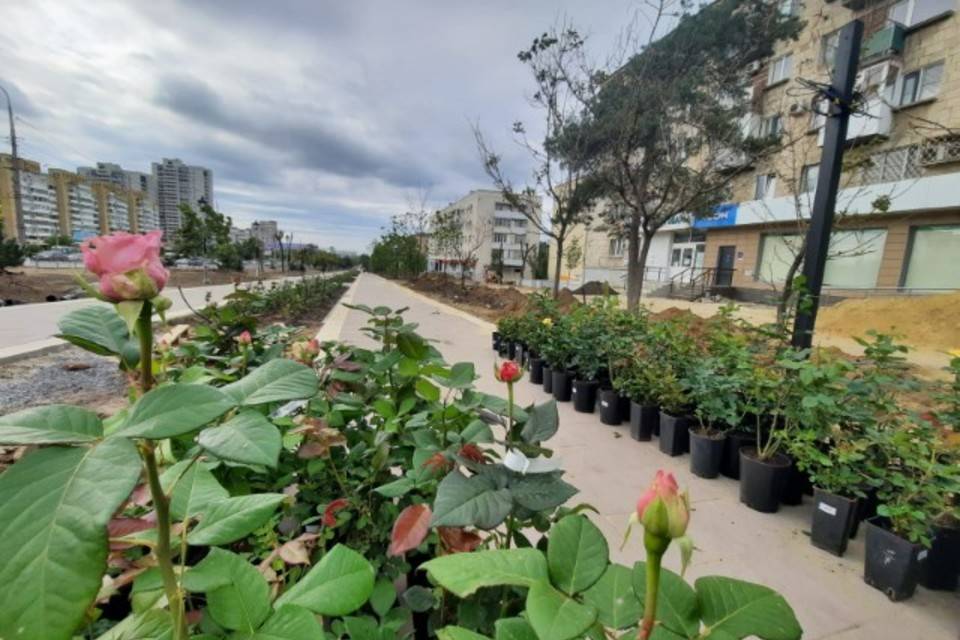 Красивые розовые кустарники появятся на проспекте Жукова в Волгограде