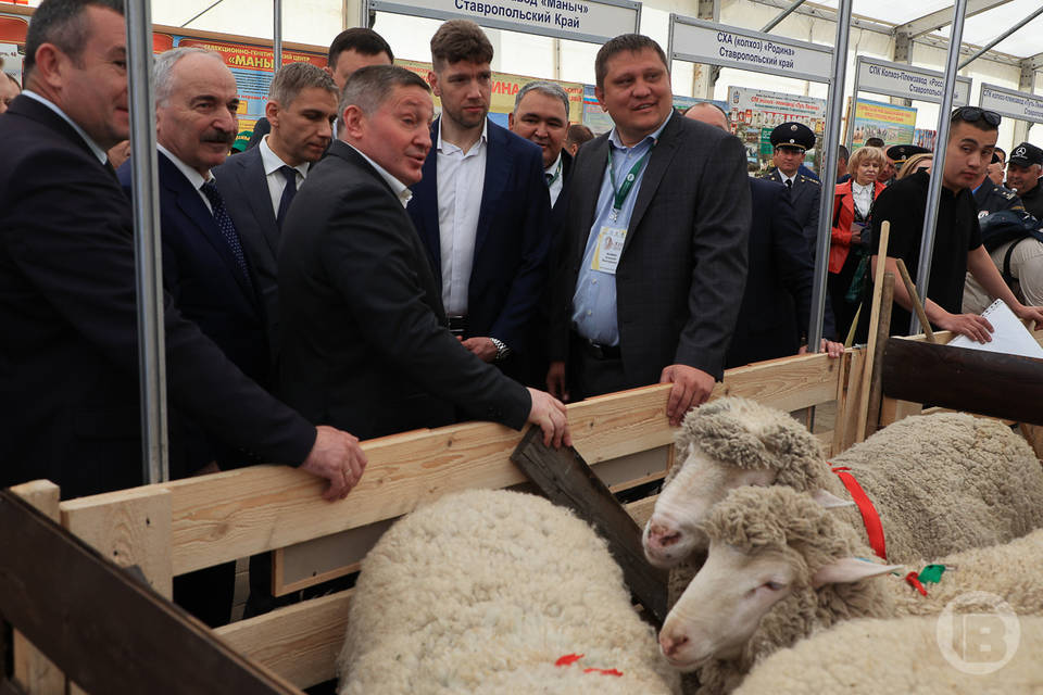 Волгоградская область стала призером Всероссийской выставки племенных овец и коз