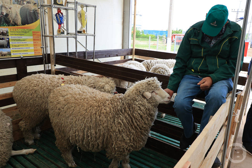 В Волгоградской области выращивают овец-победительниц
