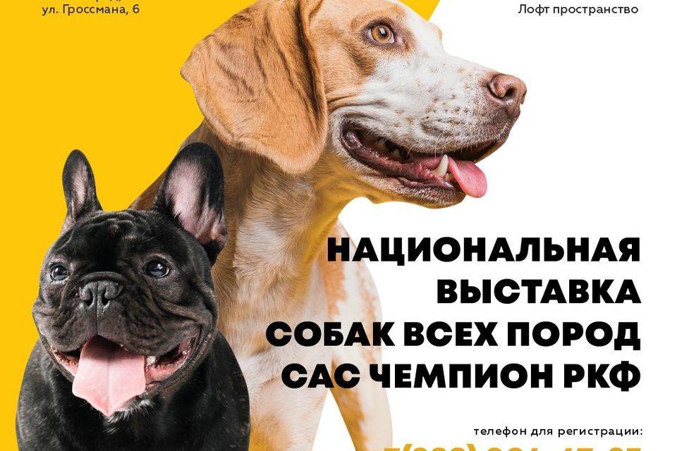 В Волгограде породистые псы поборются за звание чемпионов